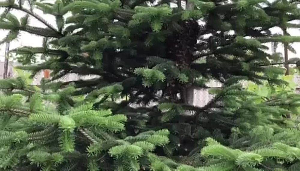 �����, ��� �� ���, ��������� � ���� �� ������ ���� �����