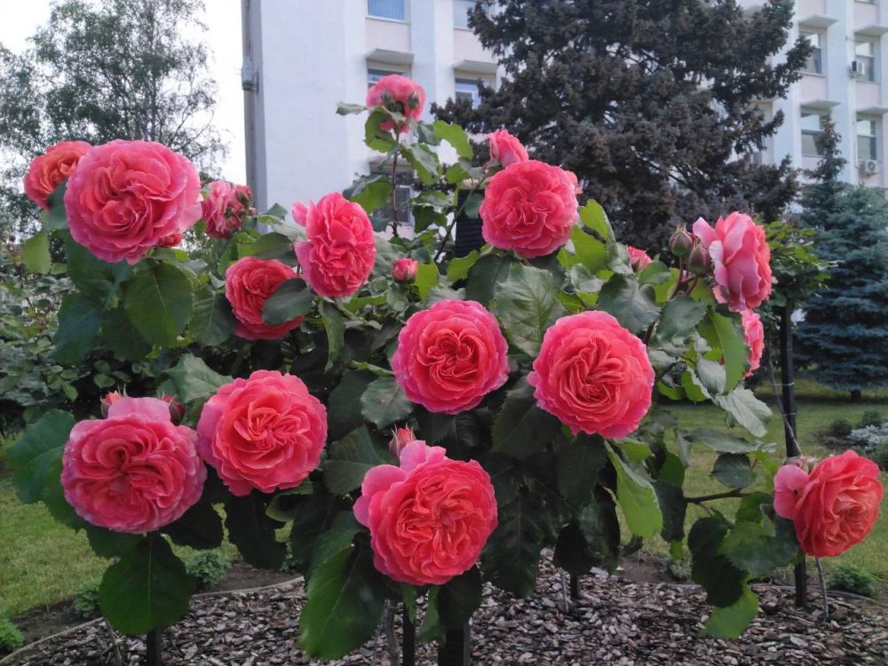 27 ��� ��������� ���������� ����������, ������� ��������������� �����, �������� �����