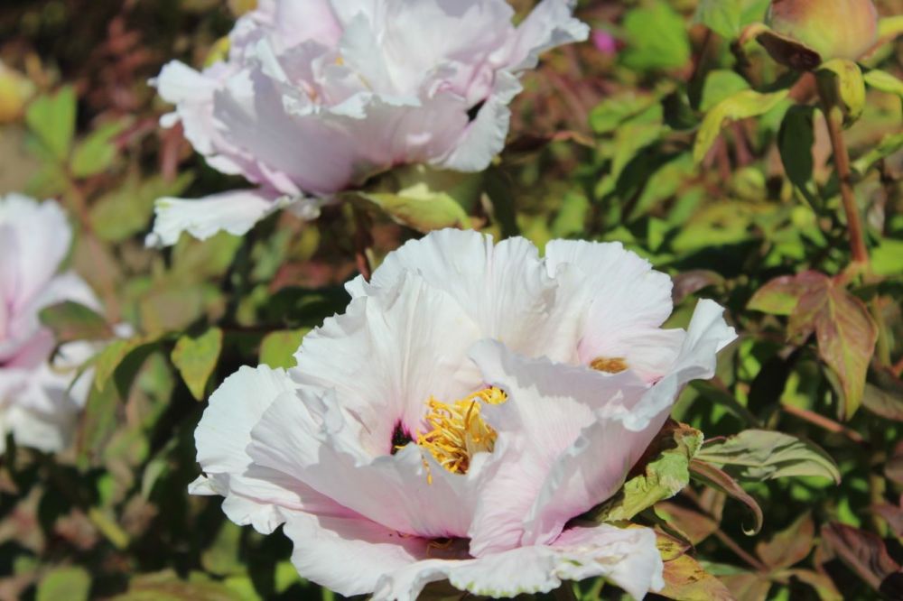 ������ ������ �� �������� ����������� �������������