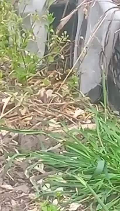 ������-������ � ���� �����