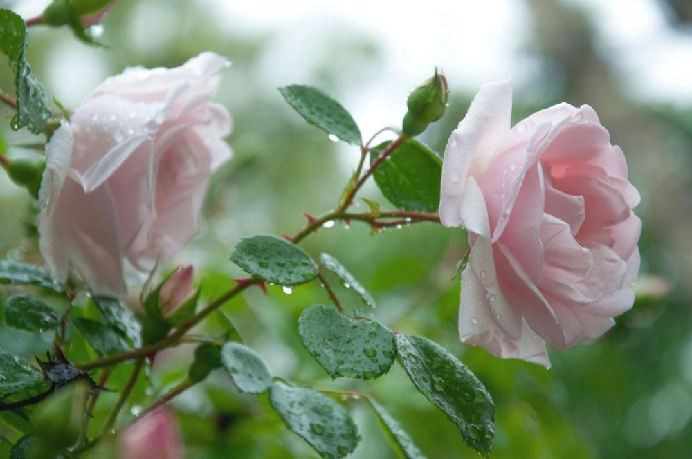 ������� ����������� �������������, ������� � ��������, � ������������� - ���� ��������� ��������