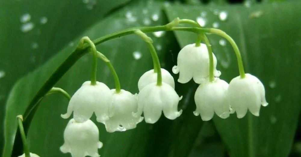 � ������ ��������� ������� ���� �� ������, ����� ����� 5 ������� ��������