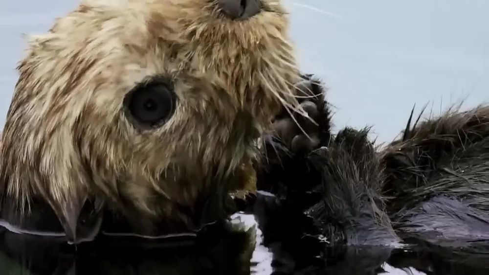 ����� ����� ��� �����, ��� ����� ���� ����� � ������������ �����, �������� ���������� ������� ������ �� ����� �� ��������