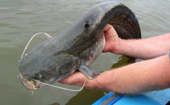 � ���� ������� �����, ����������� ������ ����