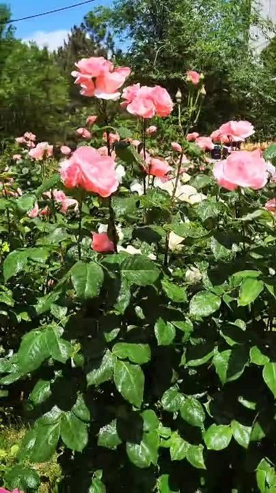 ������� � ����� ��������