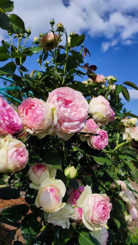 ������ �� ����� ����!. ��� �� ���������? ������� ��� ������: ����� ����������� ���� �� �����, � ����� ����, ����� � ��������� ���� �� ��������� �� ������