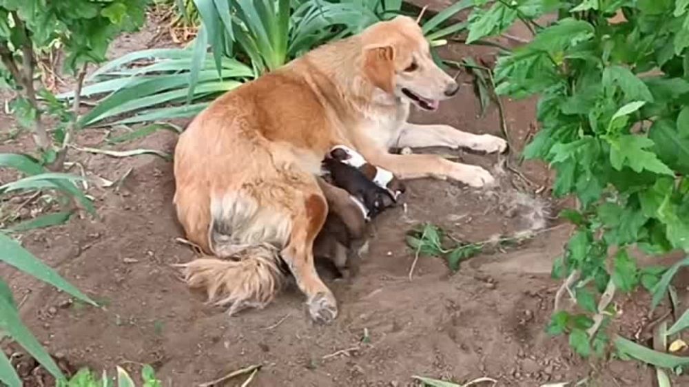 ���������� ������ ������ ������ 12 ������