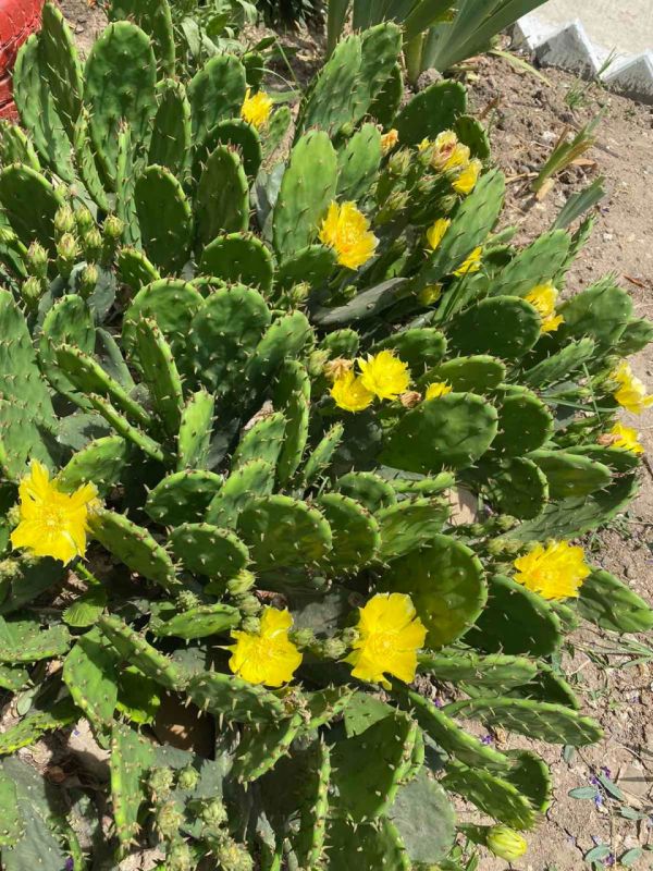 ������������� ������ �������� ��������� ���������