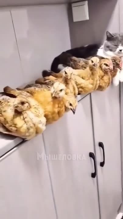 ������ ���: ����� ����� ��������� ������� ���� � �������� ���� ������