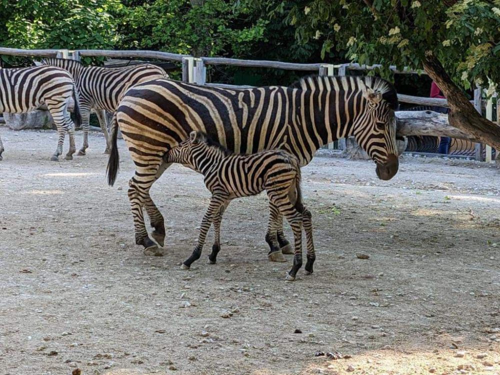 � ����������� �������� ������� �������