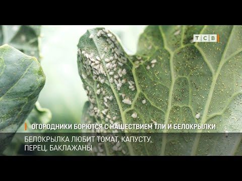 ���������� ��������, ��� �� �������� ��� � ����������. ���� ���������� ������� �������� � ����� ��������� � ��������. � ���...