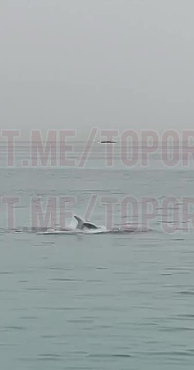 ������ �� ���� ������ ����� ������� �����, ������� ������ ��������, �� ������ ���� �� �����