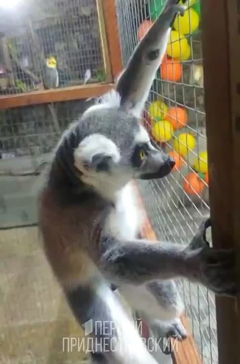 � ������������ ��������� �����