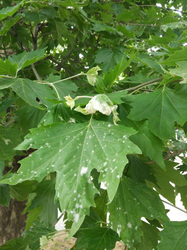 ����� �������� �������� � ��������� �� ������