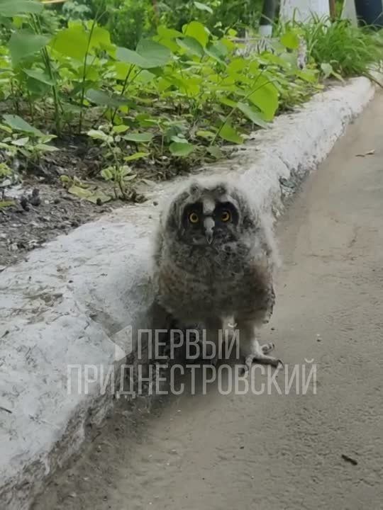 ����, ������ ����� �� �������