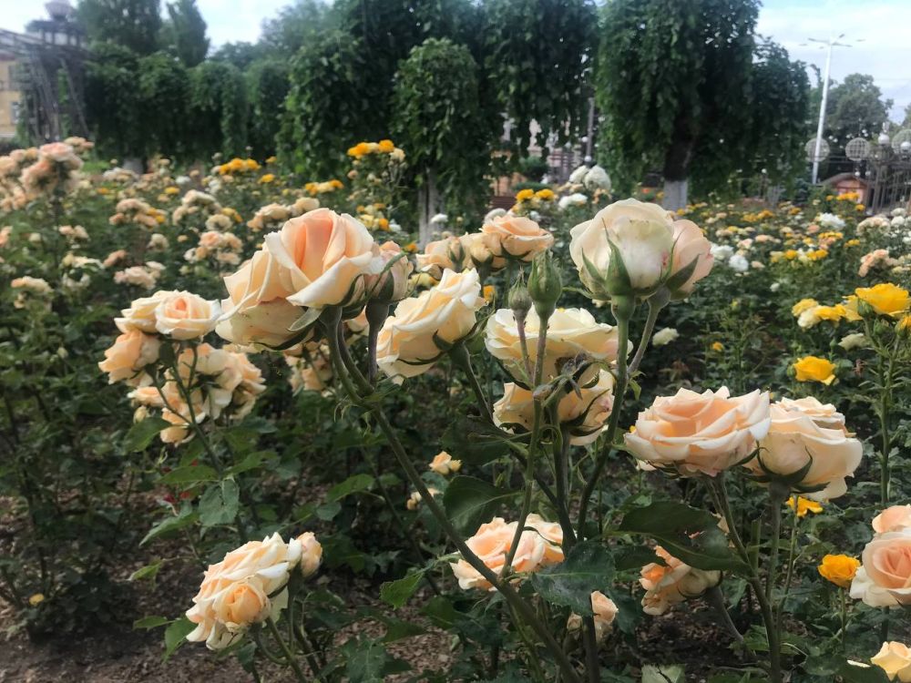 ������� � ���� ������, ���� �� ������� ��������������� ���������� ������