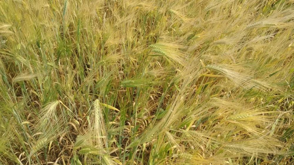 ������� ������. �� ���������� ���������������� �������������� �������, 13 ����, ��������� ���������� ����������, ��� �������