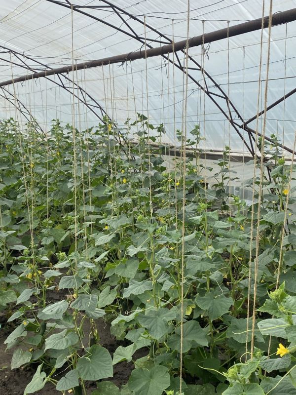 ��������������� ������-����������������� �������� ��������� ���������