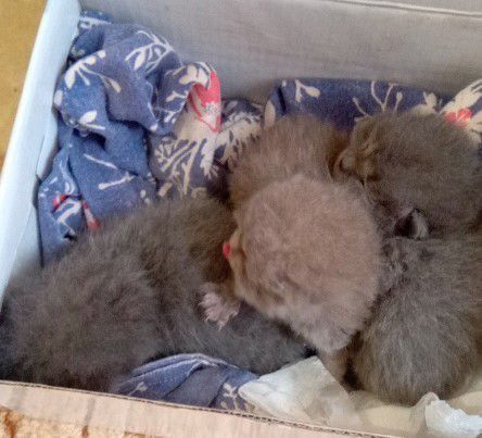 ����������� ������ ����� �� ����������� ������� ���������� ���������� � �������