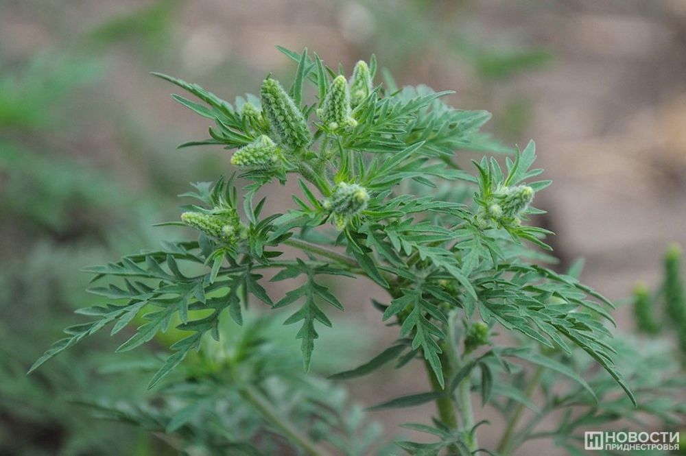 459 ������������ ������� ����������� ����������������� �� ��������� �������� �� �����