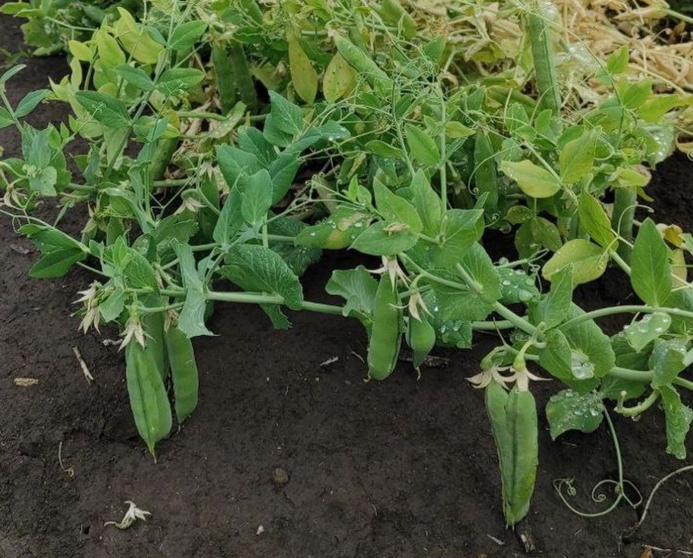 � ��� ����������, ����� ����� ������ ���������� ���