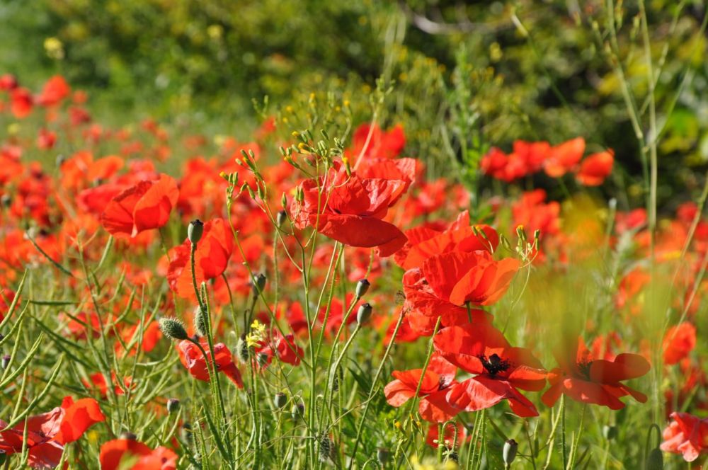 ��������������� ������� ������ �� �������� ����������� ������������� �� 19-25 ����