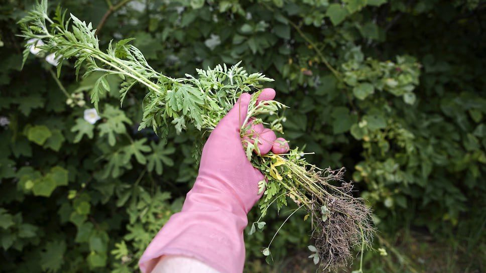 � 15 ��� �� 14 ���� ����������� ����������������� ������� 459 ������������ �� ��������� �������� ��������������