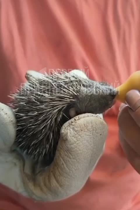 � �� ������, ��� ������ ������? ���������, ��� ��������