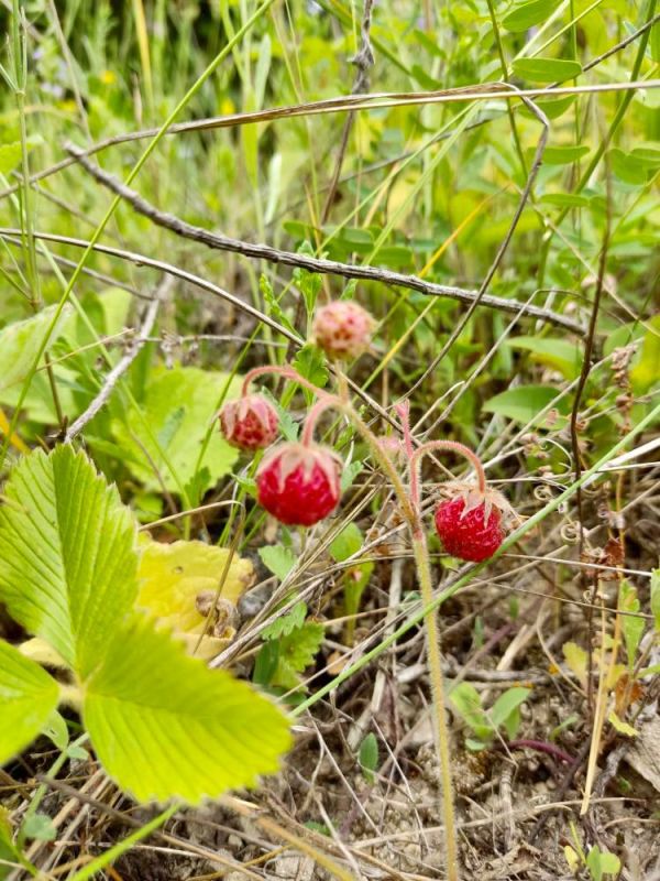 ���� �������. � ���� ���������� ������ ����� ����� ���������