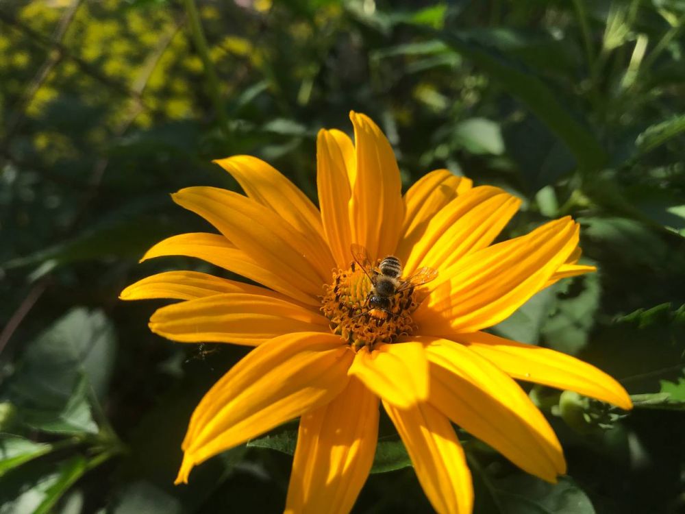 ����������� ���� ������� �� �������: ������� ��������� ��� ������������ � �������, ����������� �������� �������������