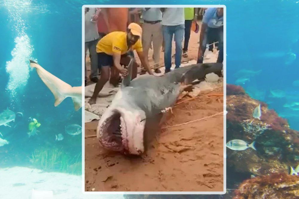 � ������ ������� ������� ����������� ������ � �������� ��� ��������� ����� � ������� ���������� �������