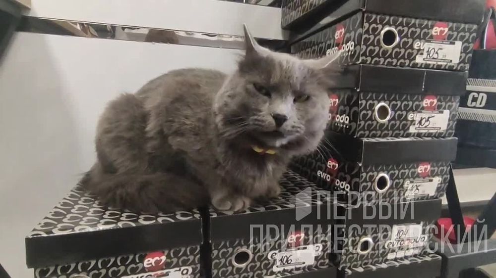 �����������, ��� ������� � ��������� �������� �������� � ���������