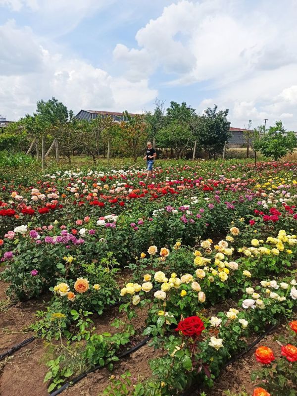 �������, ������ ���������, ������ ����