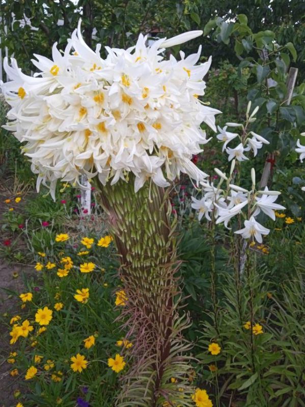 ��������� ����� ������� � ������� ����� ���������� �� ������