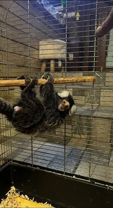 � ���������� �������� ��������� ����-���