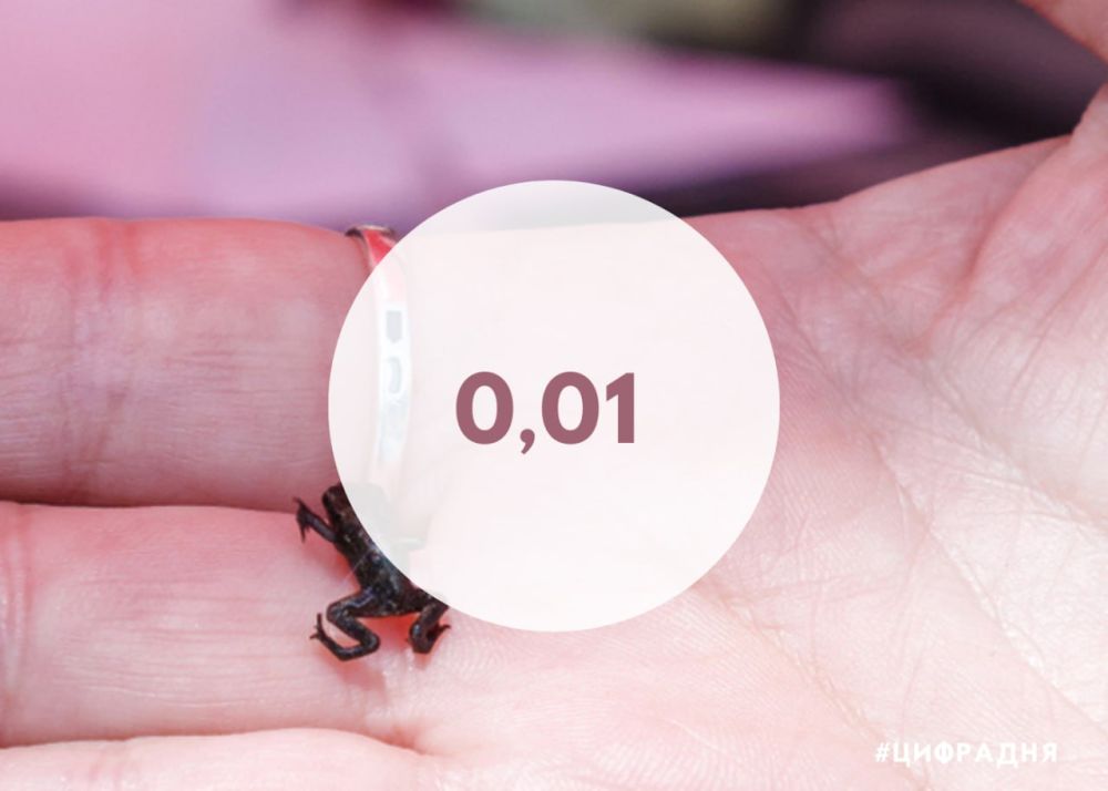 ���������� ������� (Paedophryne amauensis) - ����� ��������� ����� ��������