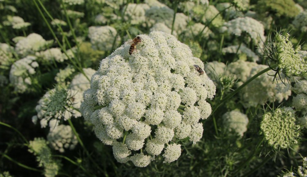 ��������������� ������������ ����������� ���������� ������