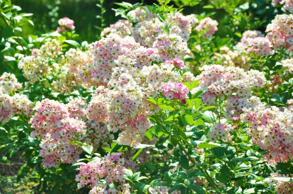 ����� ������� �������� �������: