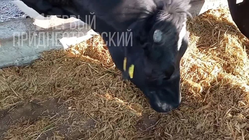 ����� � ���������. ����� ������ � �����. �� ����� �� ������������� ��������