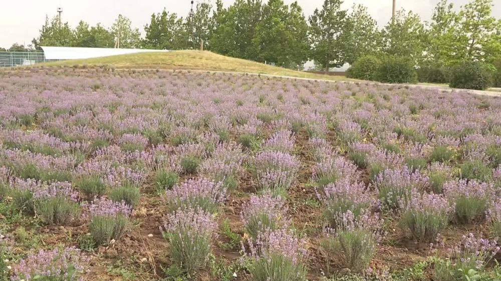 ����������. 3500 ������ �������. � ������� ���� ����� ��� �������