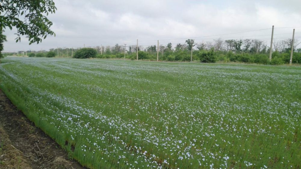 �����-������� � ����������� ���� ���� �� ������ ��������� - ����������