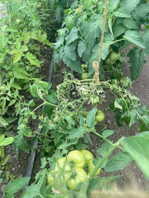 � ���� ���� �� ������� �������� ��� ������ �������