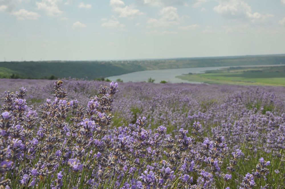 ������� ������. �������, 27 ����, ��������� ���������� ����������, ��� �������