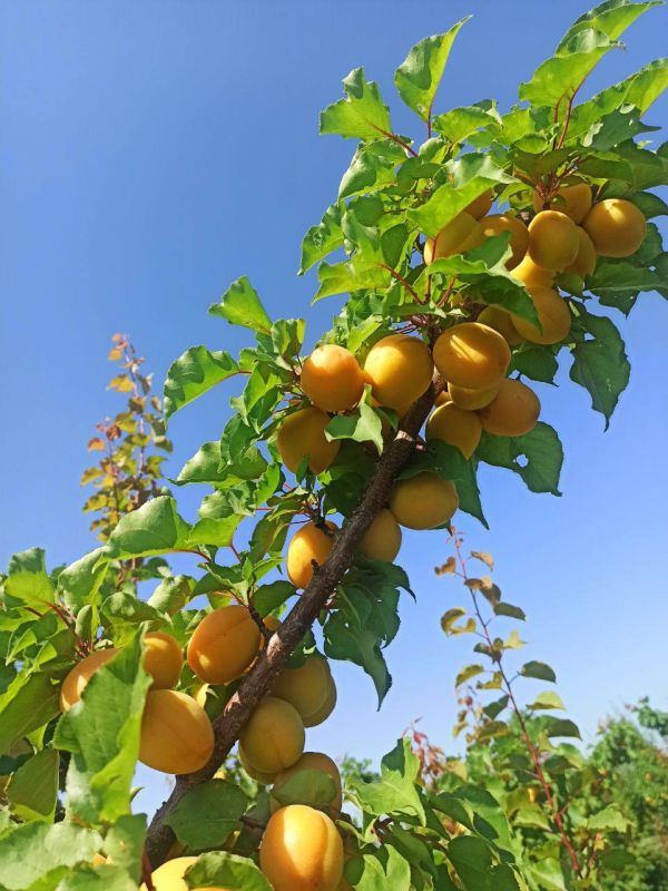 ����� ����������� ����� � � ���� ����������������� ������