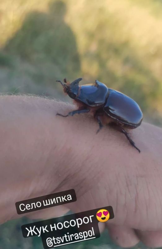 ��������� ������ ����-�������� � ���������������� ���� �����