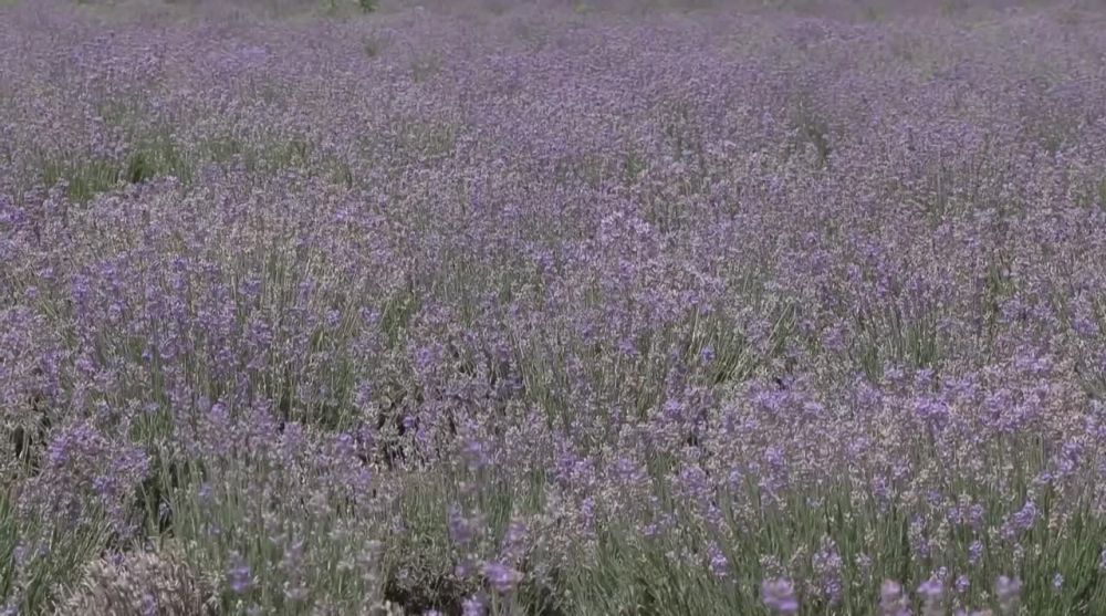 ����� �������� ������� � ������� � ���������