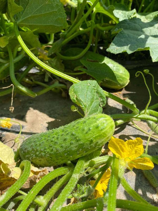 �� ���������� ����� �������� ��������� � ��� ����������� ���� �������