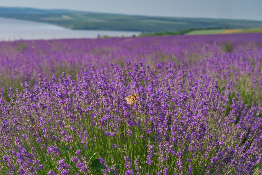 29 ���� � ���� ������� � �������� ��������, ���������� �������� � ������������