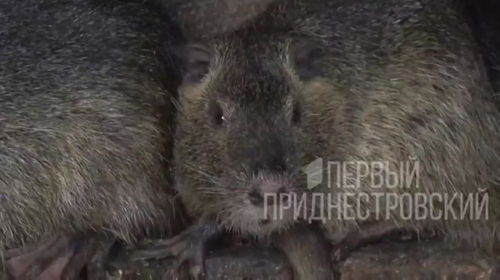 ���� ������ ��������. ��� ��������� � �������, ������