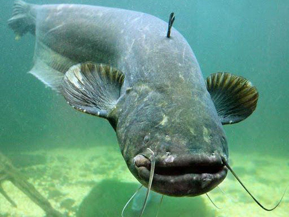 � ������������� ������ (������) ���� ������������ (�������������)